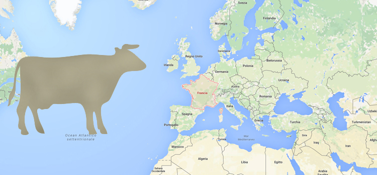 mucca+francia
